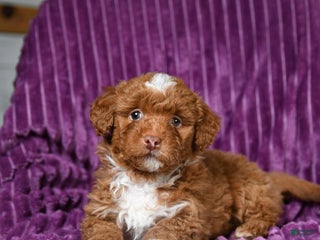 Miniature Poodle dogs Indie - Ad 33