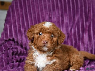 Miniature Poodle dogs Indie - Ad 16