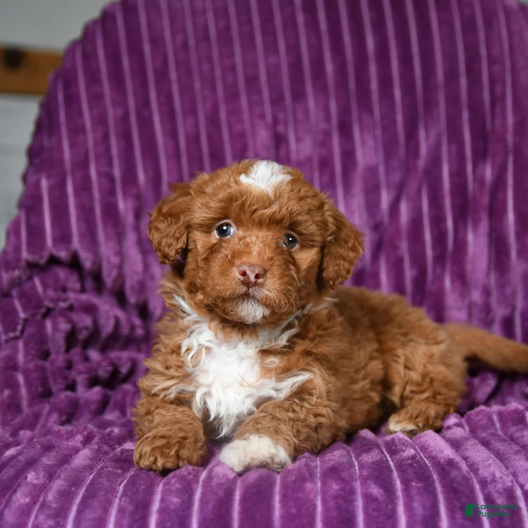 Miniature Poodle dogs for sale: Indie - Ad 1