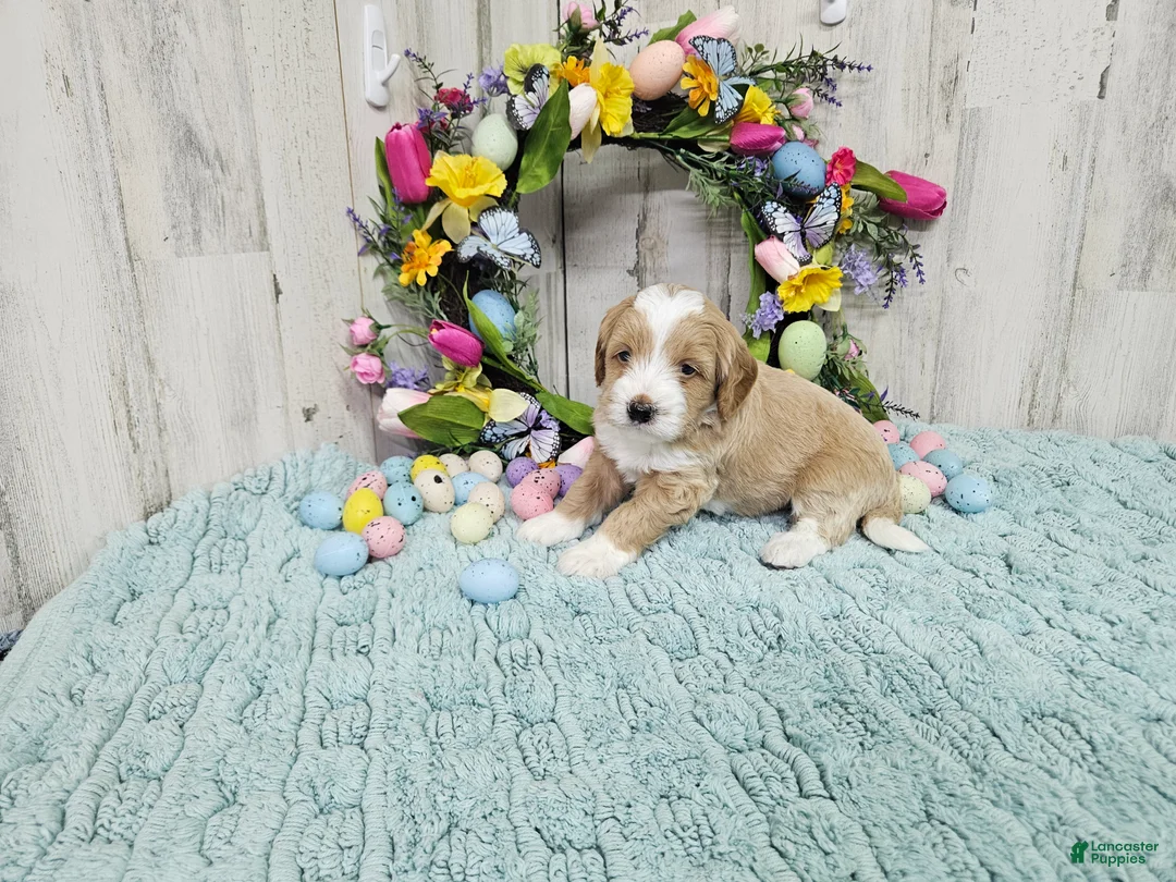 Mini Bernedoodle dogs for sale: F1b Riley - Ad 2