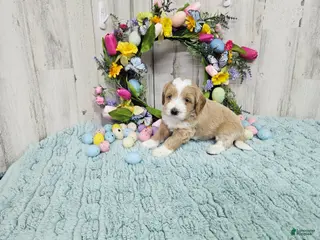 Mini Bernedoodle dogs F1b Riley - Ad 4