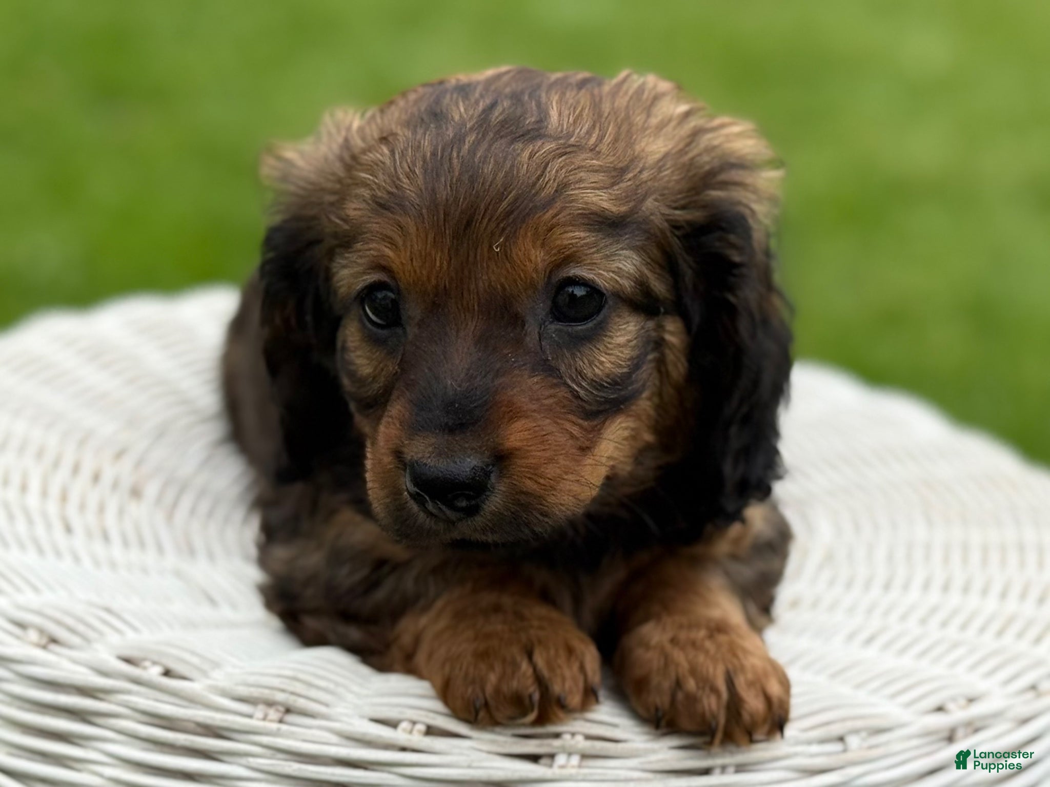 Miniature Dachshund dogs Mila - Ad 2