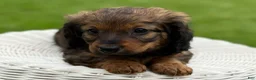 Miniature Dachshund dogs for sale: Mila - Ad 2