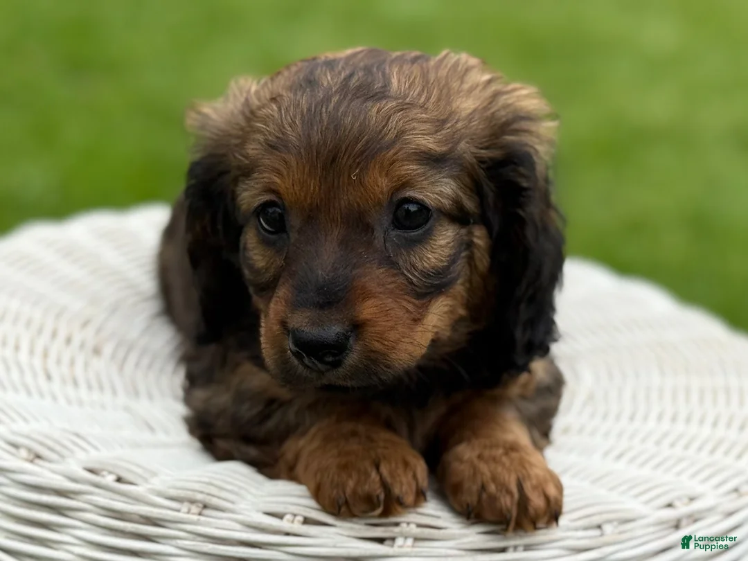 Miniature Dachshund dogs for sale: Mila - Ad 2