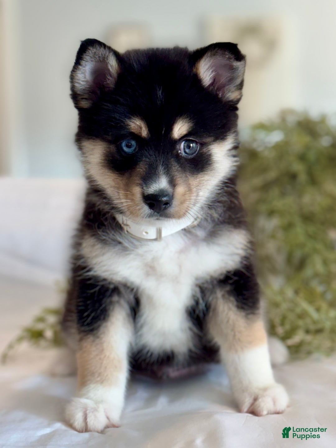 Pomsky dogs for sale: Flash Pomsky Puppy 1 - Ad 1