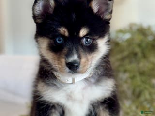 Pomsky dogs Flash Pomsky Puppy 1 - Ad 7