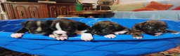 Boxer dogs for sale: Boxer 1 - Ad 3