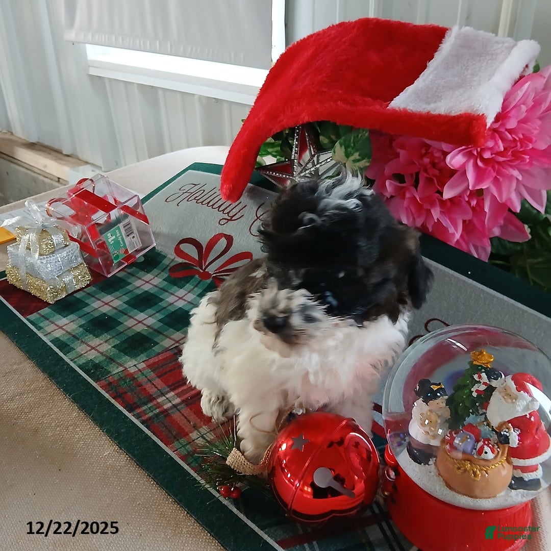 Miniature Poodle dogs for sale: Hunter - Ad 3