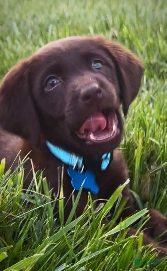 Labrador Retriever dogs Labrador Retriever Puppy 1 - Ad 1