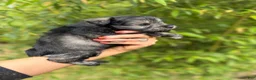 Miniature Schnauzer dogs for sale: Miniature Schnauzer Puppy 3 - Ad 2
