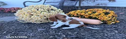 Welsh Springer Spaniel dogs for sale: Lemon - Ad 4