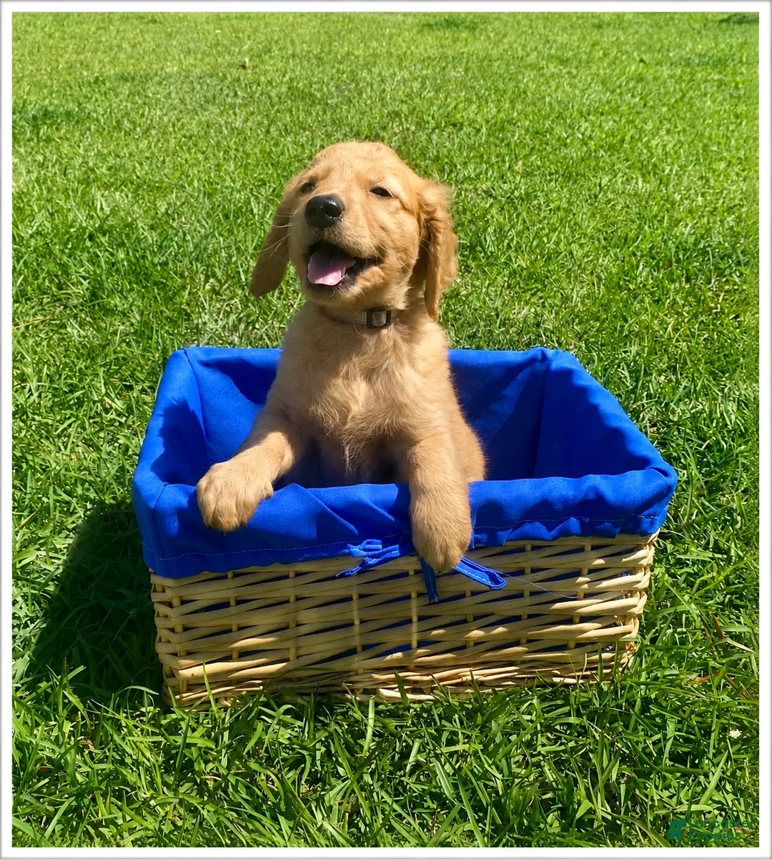 Golden Retriever dogs for sale: Golden Retriever Puppy 4 - Ad 1