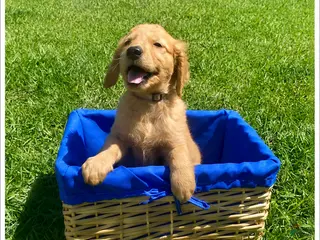 Golden Retriever dogs for sale: Golden Retriever Puppy 4 - Ad 1