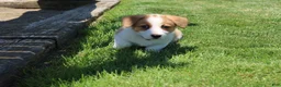Welsh Corgi Pembroke dogs for sale: Willow  - Ad 7