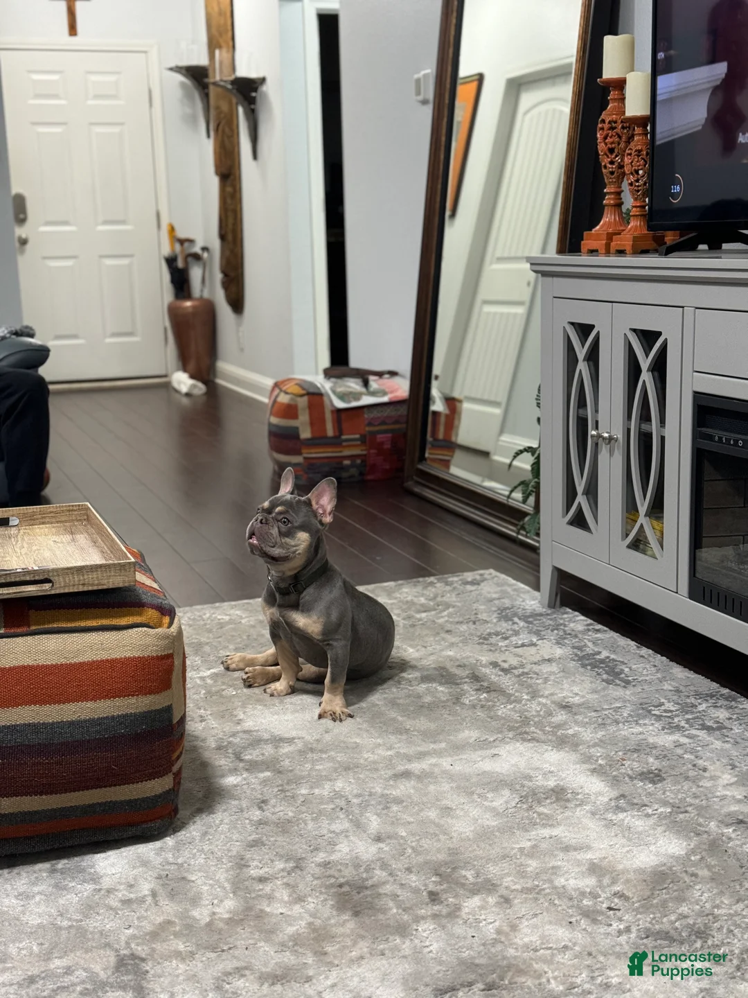 French Bulldog dogs for sale: French Bulldog Puppy 4 - Ad 2