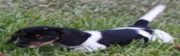 Dachshund dogs for sale: Pasha  - Ad 1
