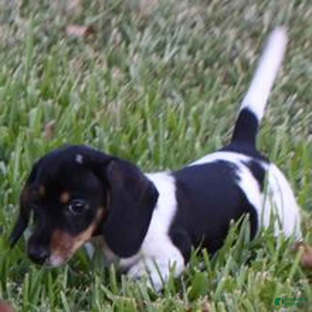 Dachshund dogs for sale: Pasha  - Ad 1