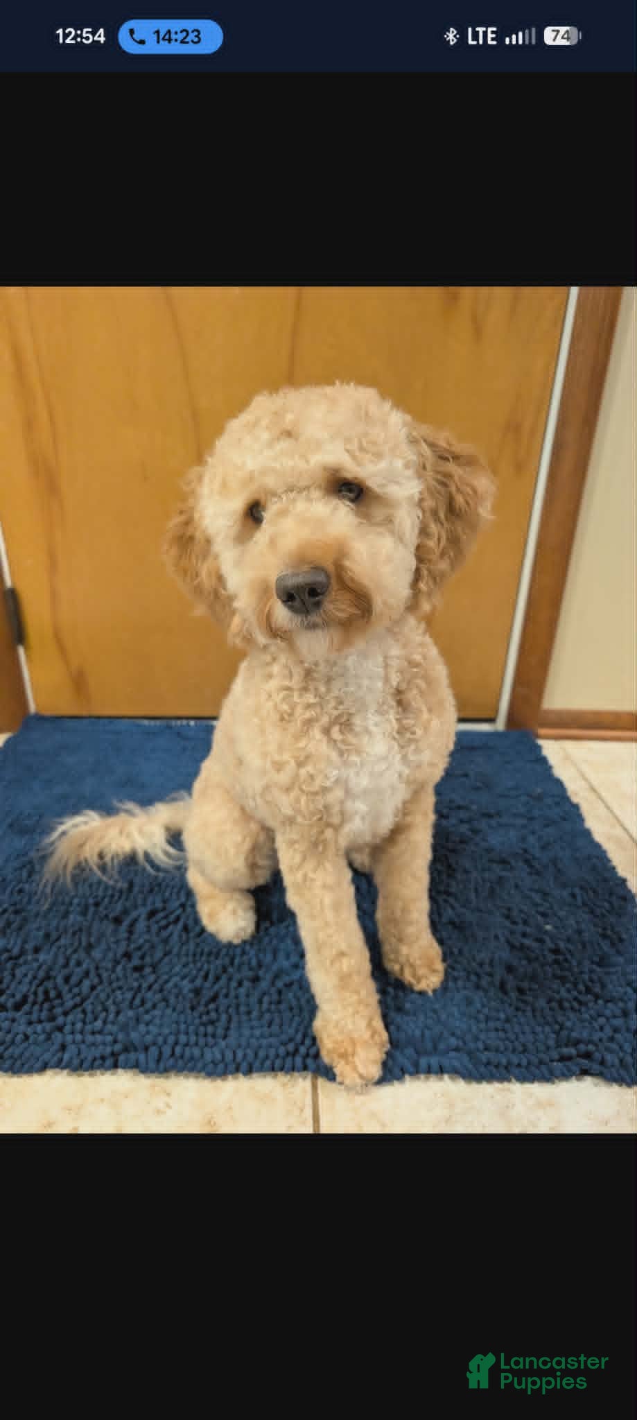 Mixed Breed dogs for sale: Midnight  - Ad 10