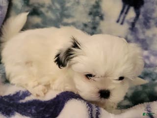 Shih Tzu dogs Shih Tzu Puppy 2 - Ad 36