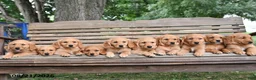 Golden Retriever dogs for sale: Pixie - Ad 5