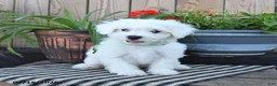 Mixed Breed dogs for sale: Everett - Ad 4