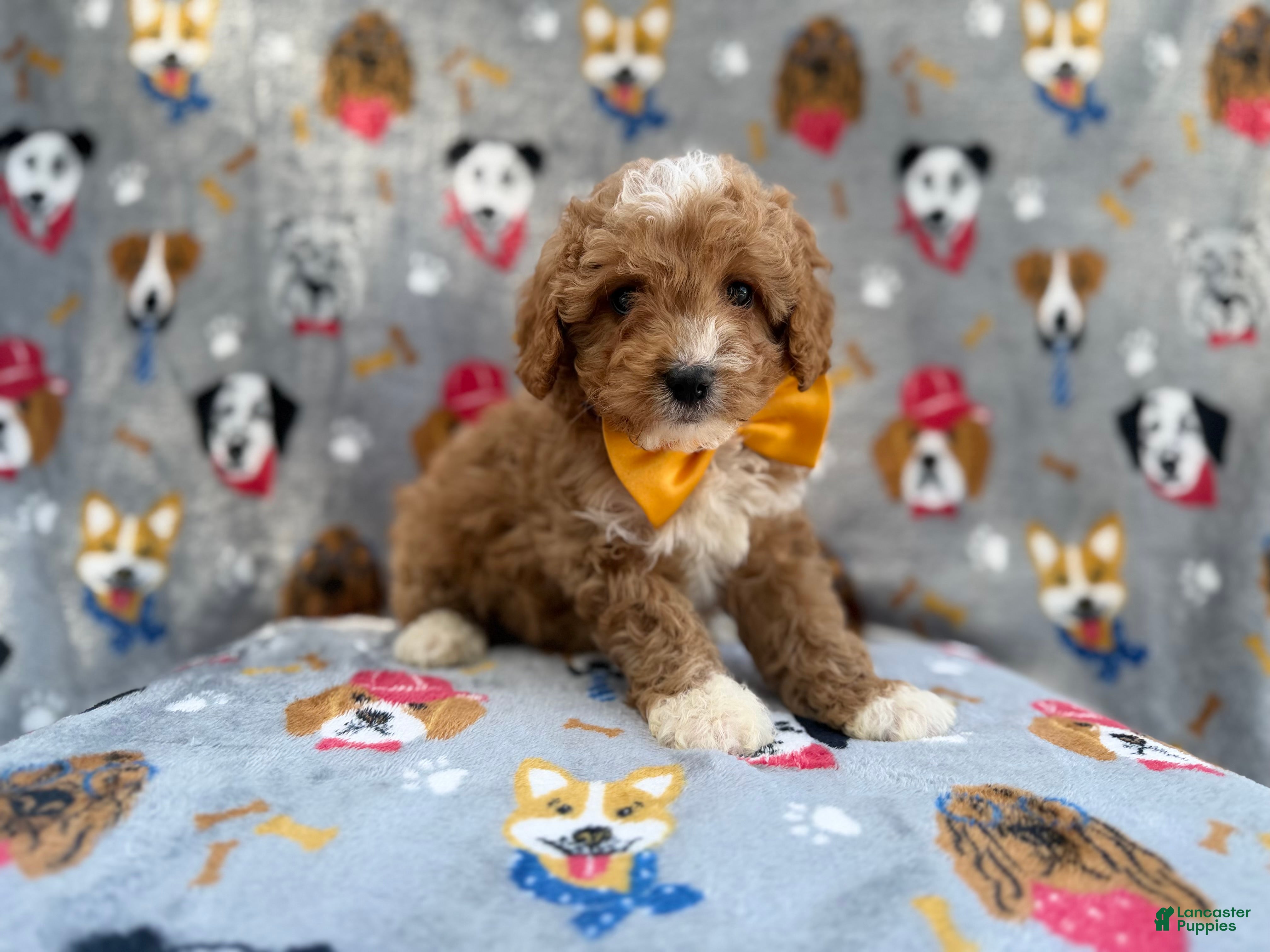 Cavapoo dogs Jag - Ad 34