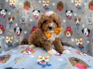 Cavapoo dogs Jag - Ad 34