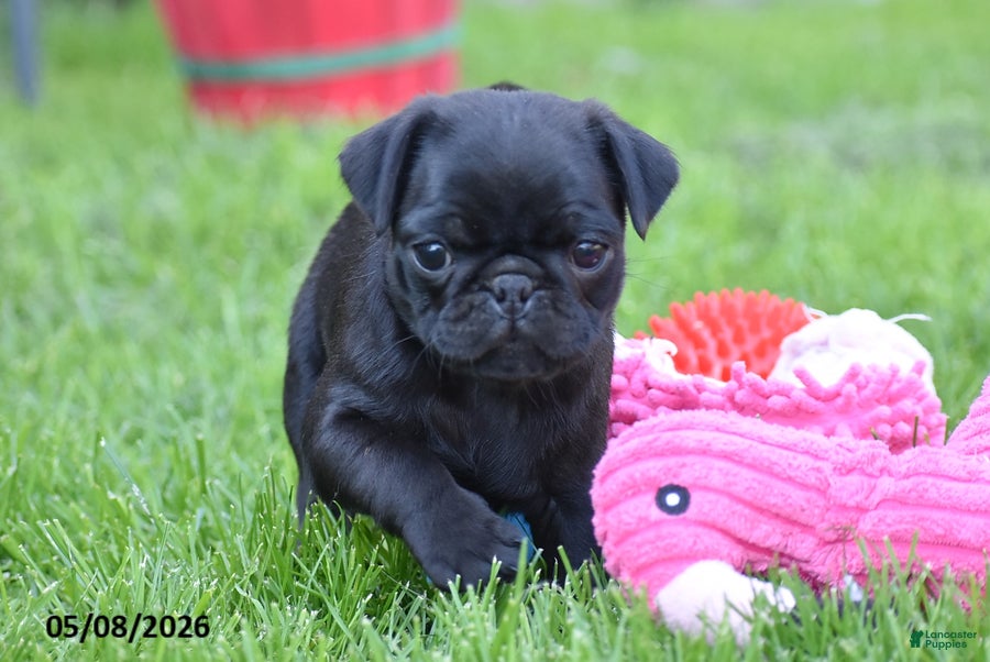 Pug dogs for sale: Trooper - Ad 1