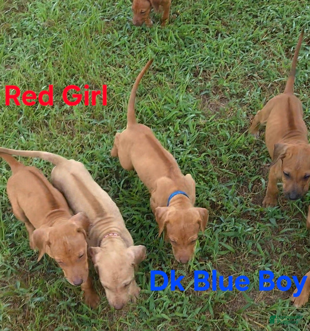 Rhodesian Ridgeback dogs Dk Blue Boy  - Ad 1