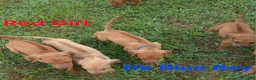 Rhodesian Ridgeback dogs for sale: Dk Blue Boy  - Ad 1
