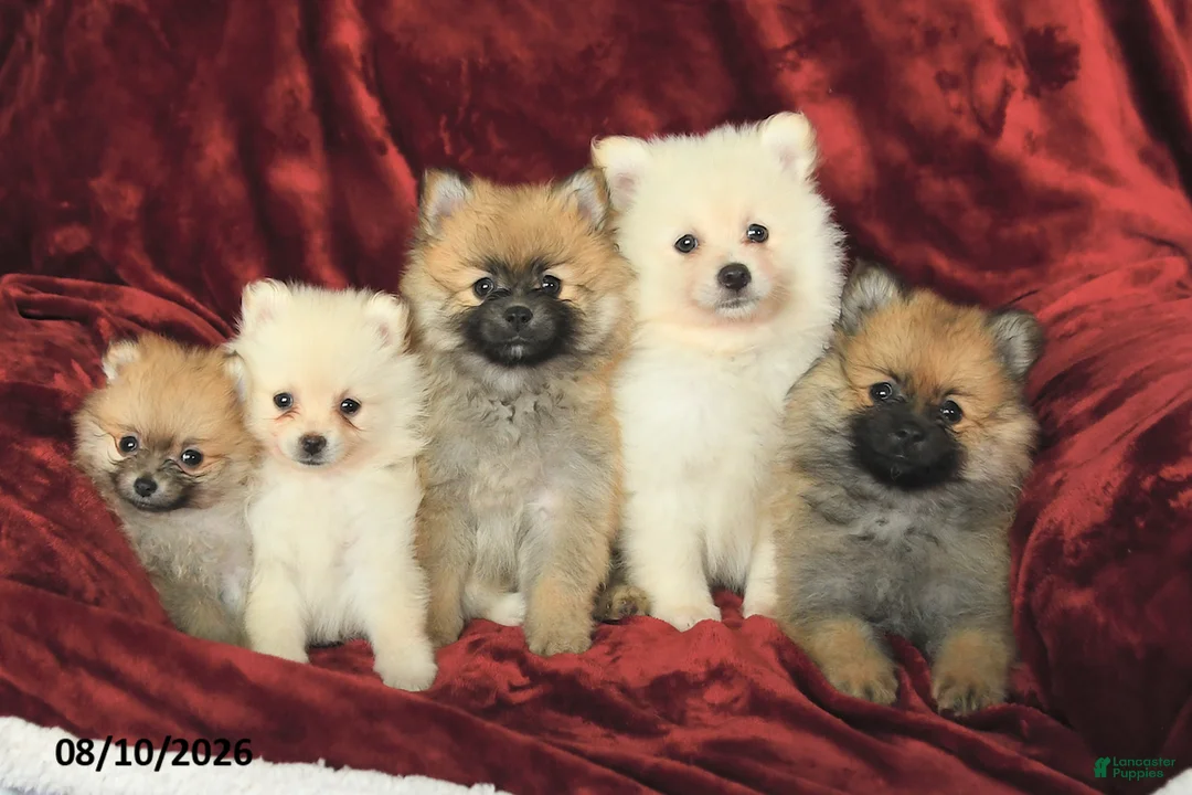 Pomeranian dogs for sale: Parker - Ad 3