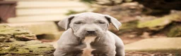 Great Dane dogs for sale: Winifred - Ad 7