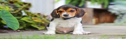Beagle dogs for sale: Asher - Ad 8