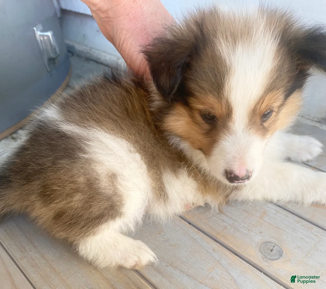Shetland Sheepdog dogs for sale: Clyde  - Ad 2