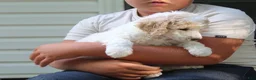 Standard Poodle dogs for sale: Willow AKC standard poodle - Ad 14