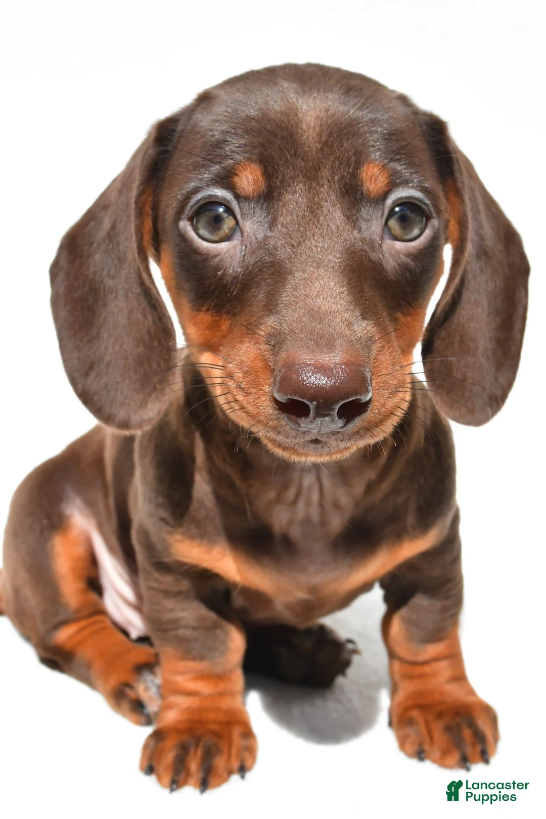 Dachshund dogs for sale: Indie - Ad 1