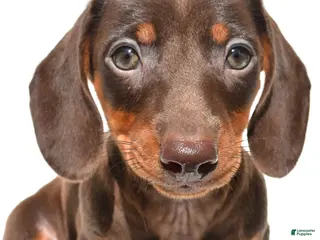 Dachshund dogs for sale: Indie - Ad 3