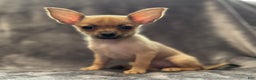Pomchi dogs for sale: Crush - Ad 3