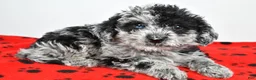 Yorkiepoo dogs for sale: Lane - Ad 9