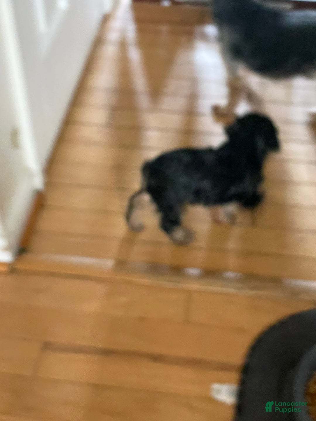 Yorkshire Terrier dogs for sale: Pet 1 - Ad 6