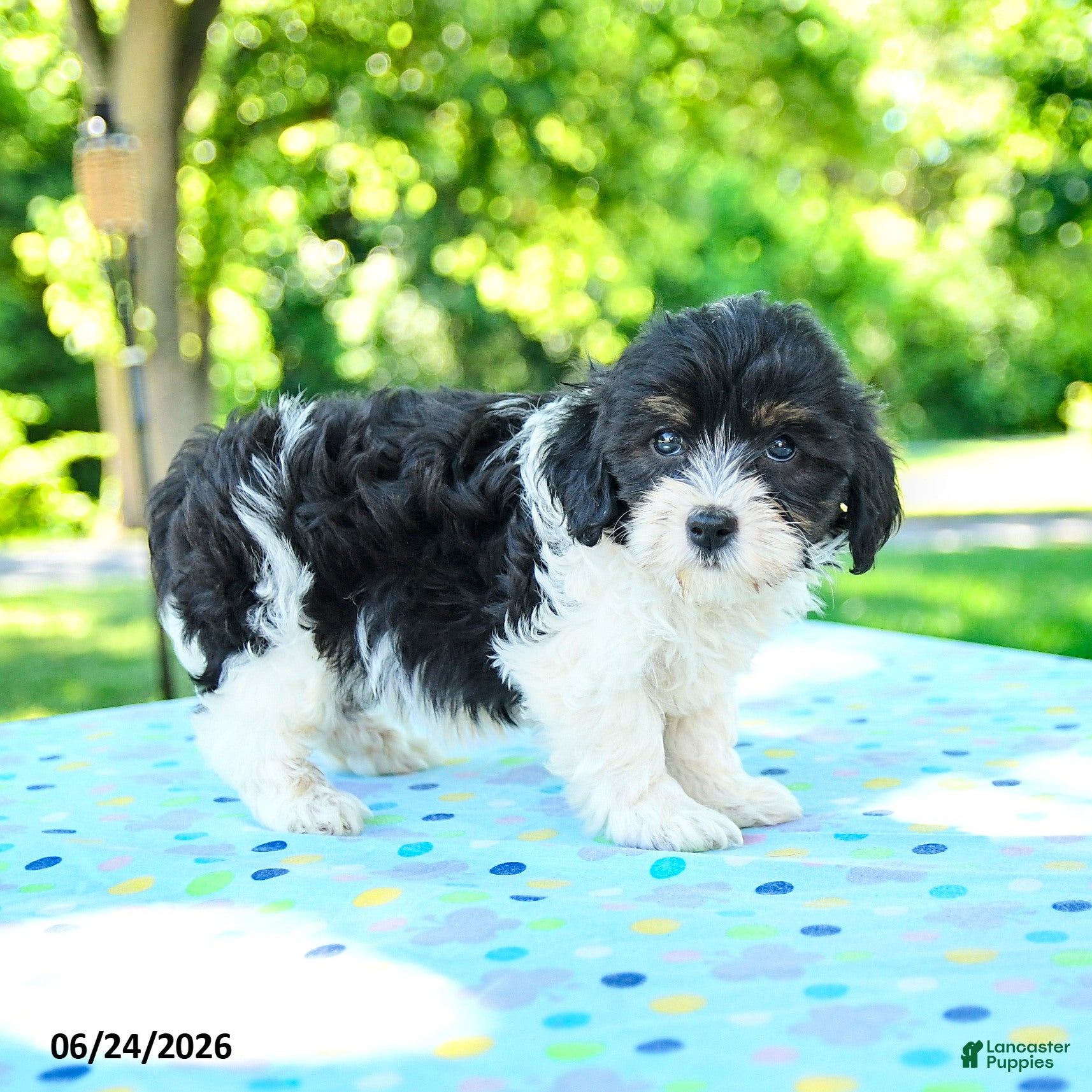 Shihpoo dogs Shane - Ad 1