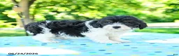 Shihpoo dogs for sale: Shane - Ad 1