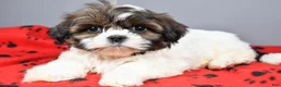 Shih Tzu dogs for sale: Kayla - Ad 1
