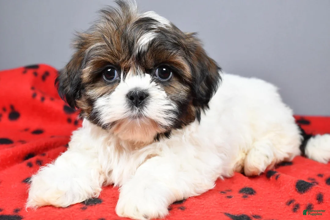 Shih Tzu dogs for sale: Kayla - Ad 1