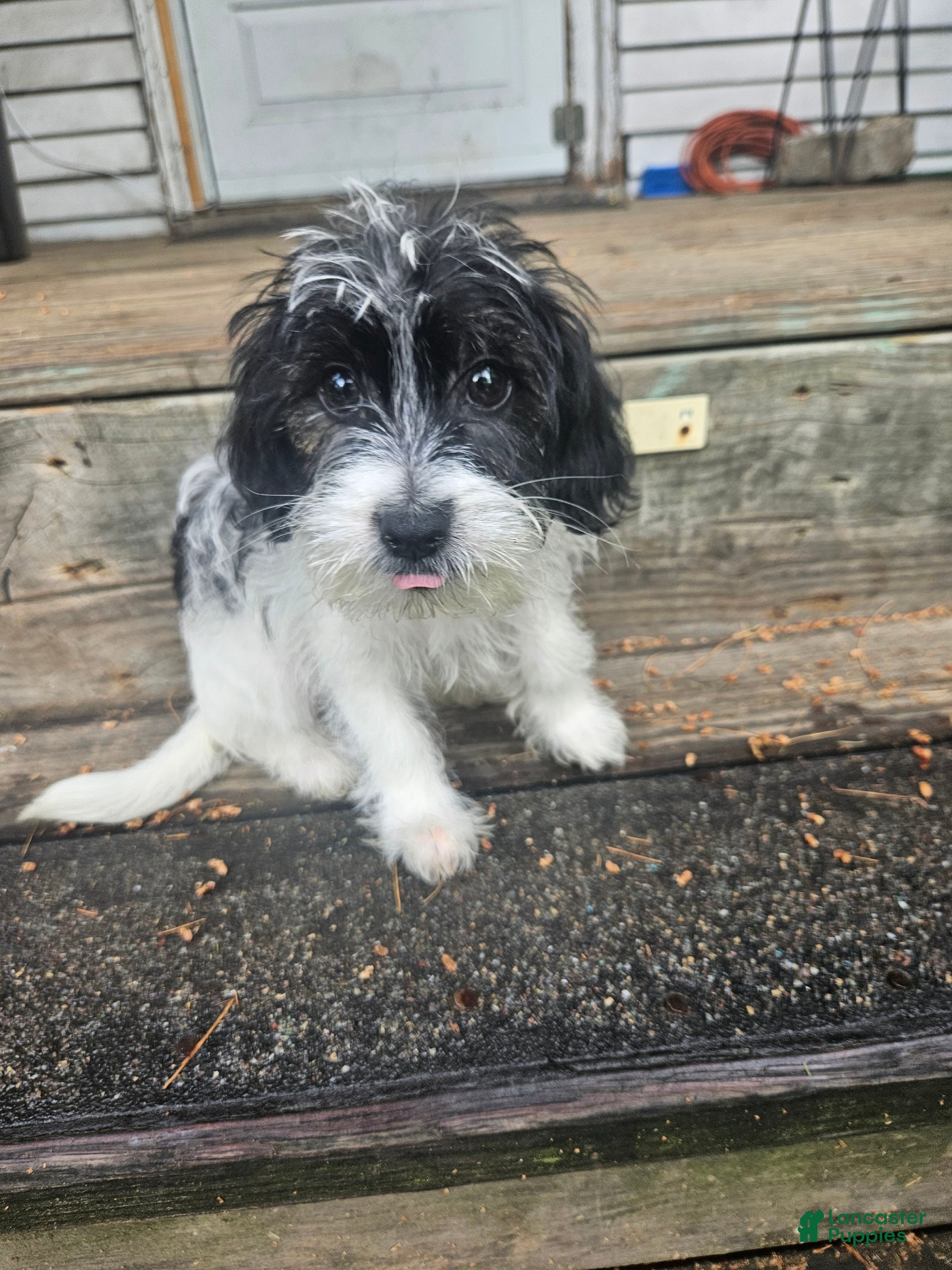 Mixed Breed dogs for sale: Mixed Breed 1 - Ad 2