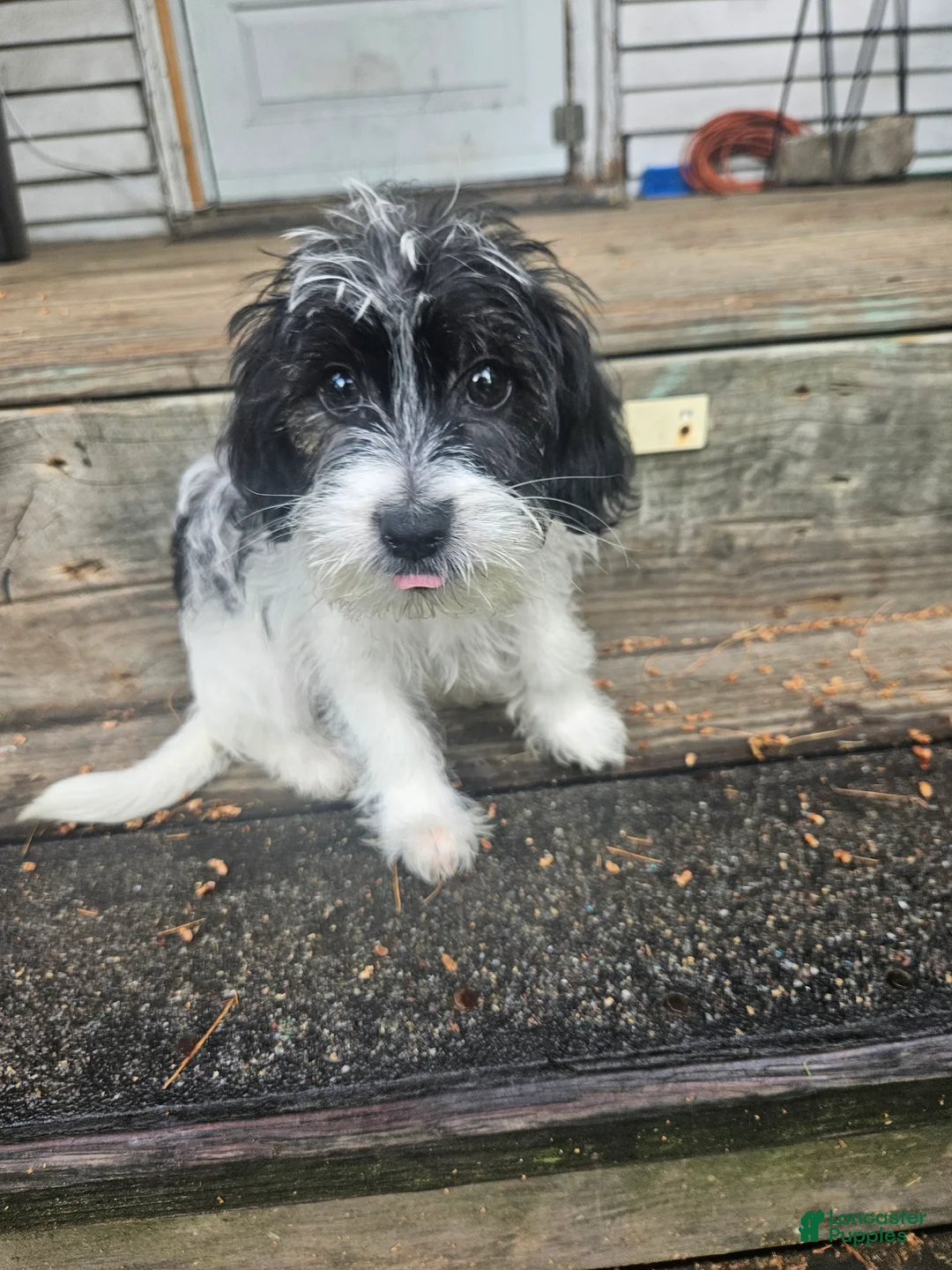 Mixed Breed dogs for sale: Mixed Breed 1 - Ad 1