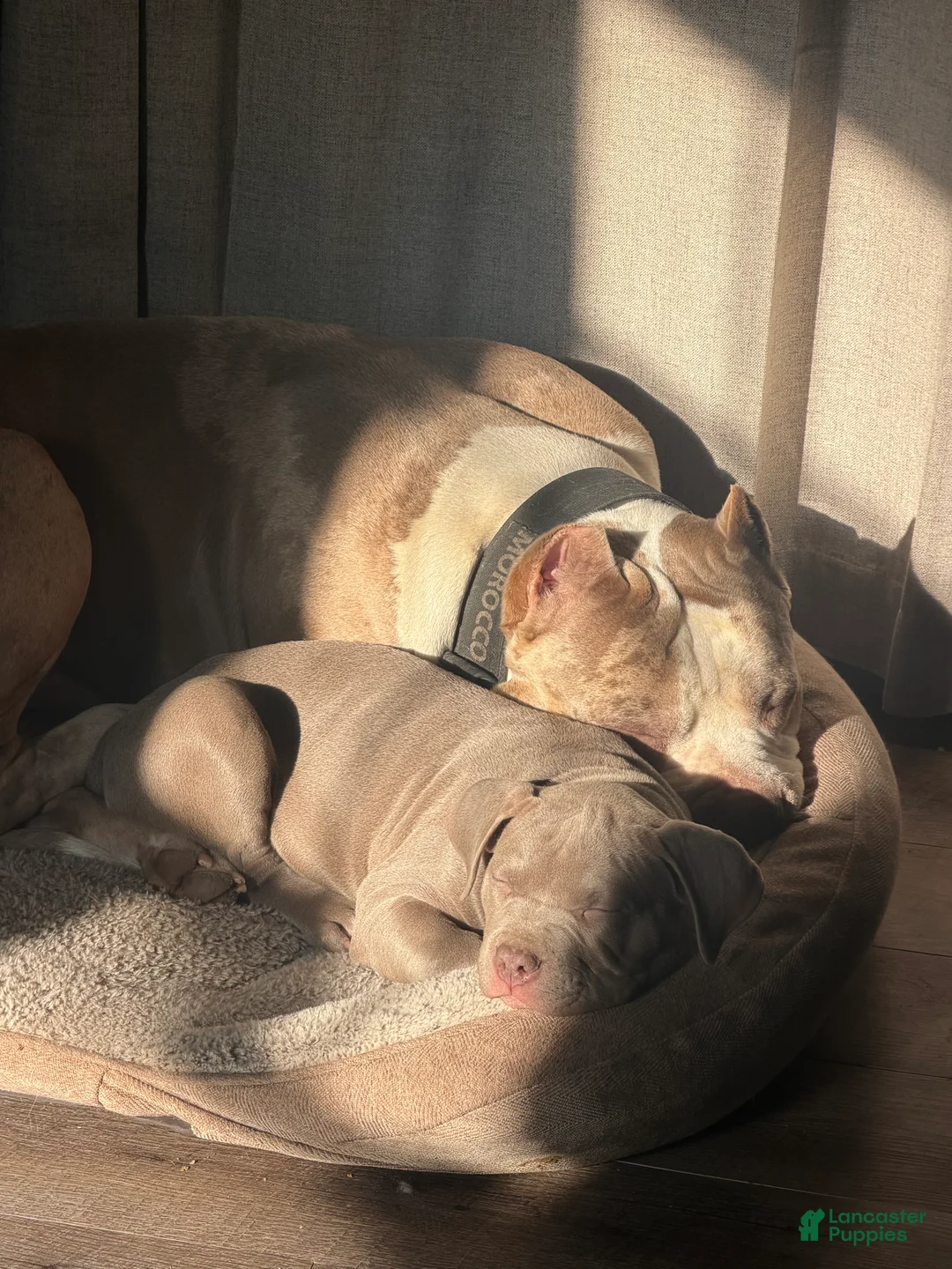 American Bully dogs for sale: NAIROBI The XL Bully - Ad 17