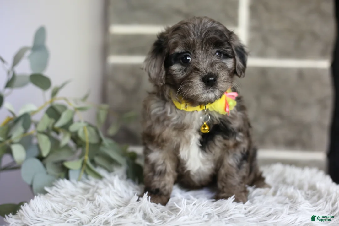 Maltipoo dogs for sale: Minnie - Ad 2
