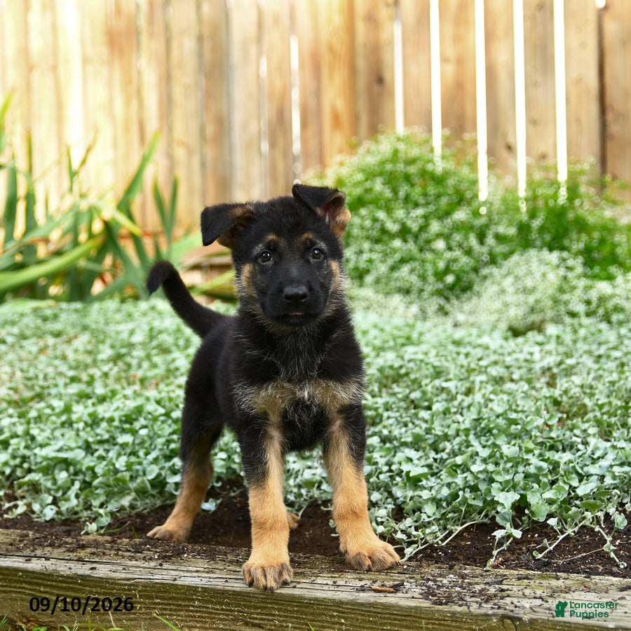 German Shepherd dogs Victor - Ad 2