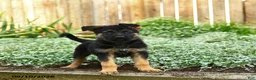 German Shepherd dogs for sale: Victor - Ad 2